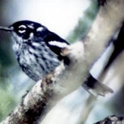 Elfin-woods Warbler